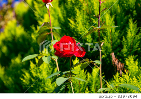 港の見える丘公園に咲くバラ 83973094