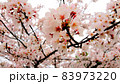 ピンクに咲き乱れる桜 83973220
