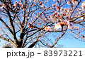 桜と青空 83973221