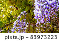 藤の花 83973223