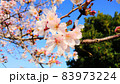 ピンクの桜と青空 83973224