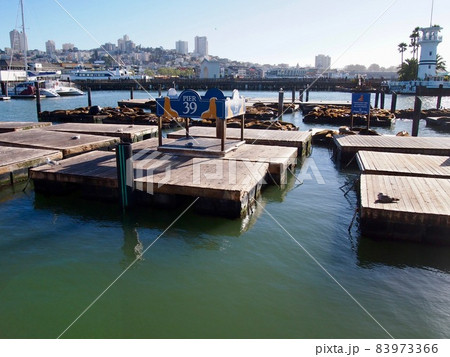 サンフランシスコ　ピア39の浮桟橋とアシカ 83973366