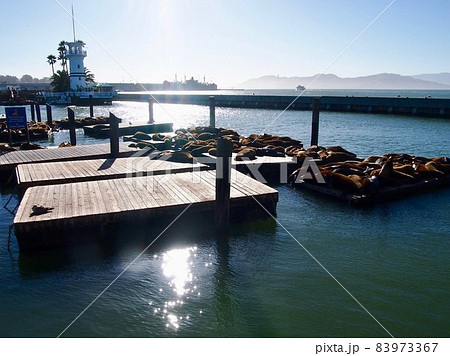 サンフランシスコ　ピア39の浮桟橋とアシカ 83973367