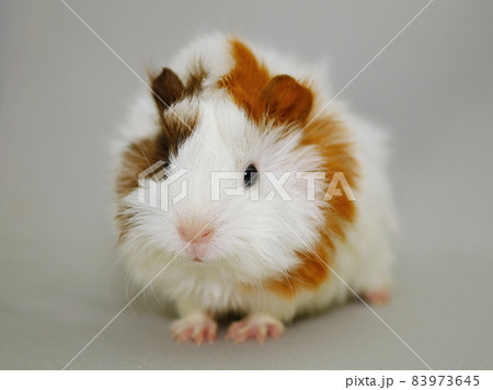 モルモット 83973645