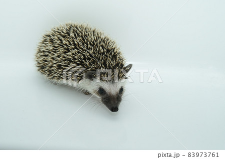 ハリネズミ 83973761