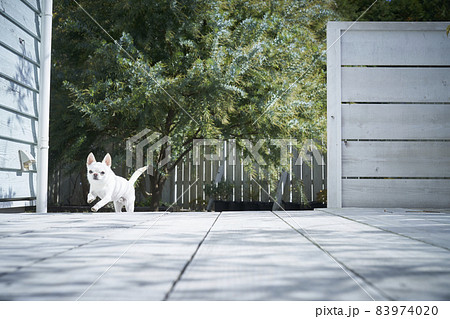 庭のデッキで走り回る白い犬チワワ 83974020