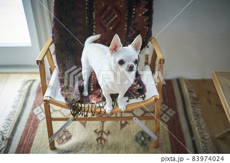アウトドアチェアに座る白い犬チワワの写真素材