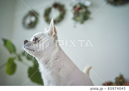 クリスマスリースと白い犬チワワの写真素材