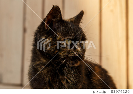 Beautiful black cat 83974126