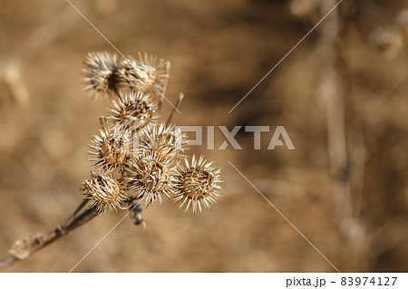 Dry burdock bush 83974127