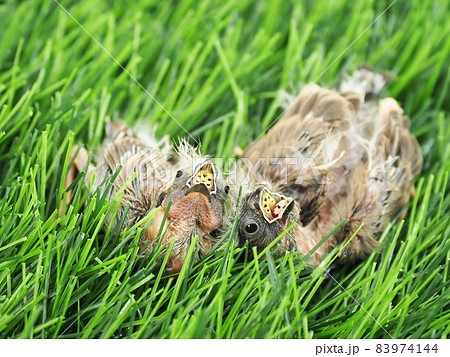 キンカチョウ 83974144