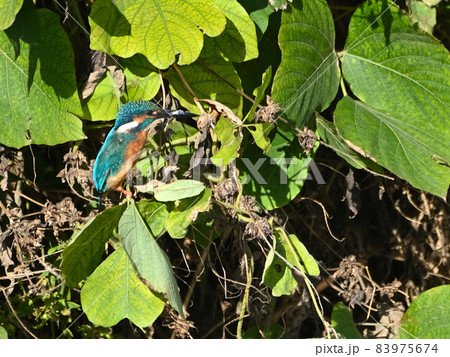川辺のカワセミ。 83975674