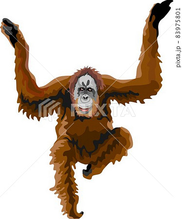 Orangutan Mammal Animalのイラスト素材