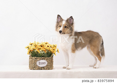 黄色い花とシェルティの子犬 83975894