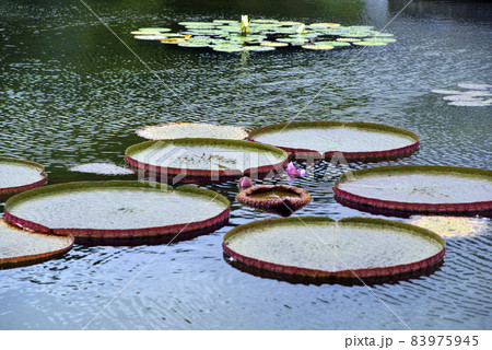 オニバス オニバス 83975945