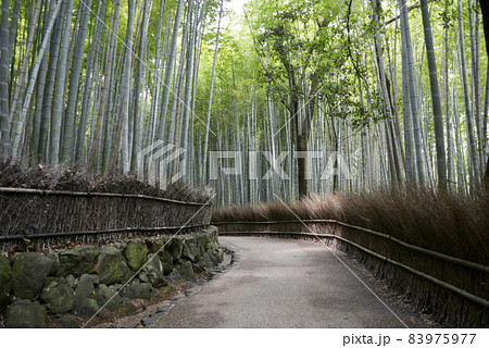 嵯峨野竹林の小径　京都市嵯峨野 83975977