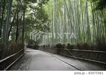 嵯峨野竹林の小径 京都市嵯峨野 嵯峨野竹林の小径 京都市嵯峨野 83975981