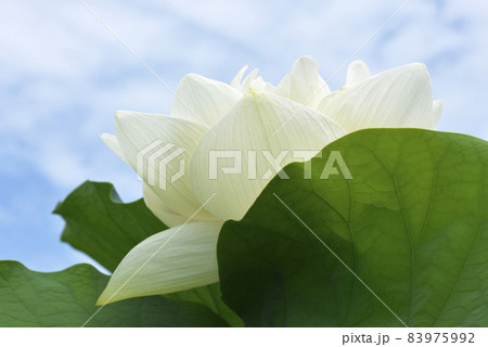 ハスの花 ハスの花 83975992