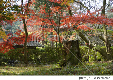秋の三井寺 境内の紅葉 滋賀県大津市 秋の三井寺 境内の紅葉 滋賀県大津市 83976202