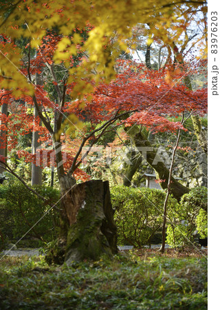 秋の三井寺 境内の紅葉 滋賀県大津市 秋の三井寺 境内の紅葉 滋賀県大津市 83976203