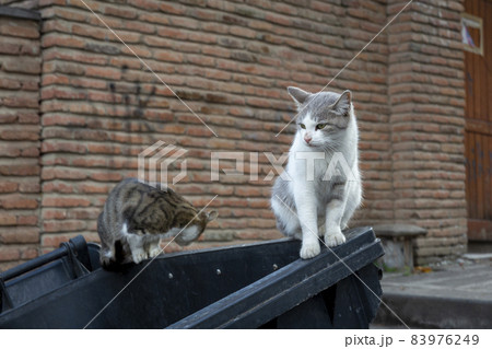 Funny cats white and multi-colored sit on black garbage cans. Against the background of an old brick red wall. Portrait of a wild cat. Homeless cats on the streets of Tbilisi. 83976249