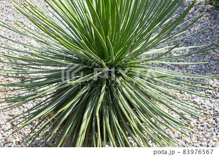 アゲベジェミニフローラ アゲベジェミニフローラ 83976567