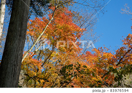 妙義山　中之嶽神社境内の紅葉 83976594