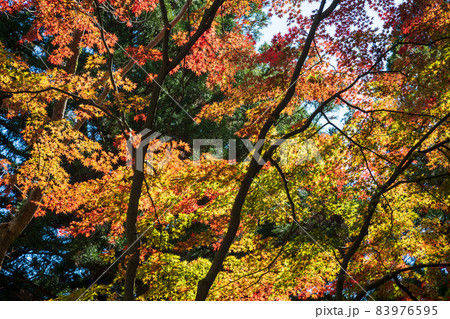 妙義山　中之嶽神社境内の紅葉 83976595