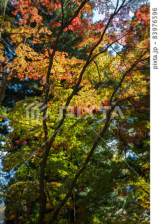 妙義山　中之嶽神社境内の紅葉 83976596
