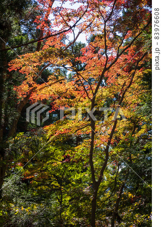 妙義山 中之嶽神社境内の紅葉 妙義山 中之嶽神社境内の紅葉 83976608