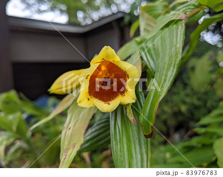 キイジョウロホトトギス キイジョウロホトトギス 83976783