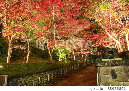 新潟三大紅葉ライトアップ 柏崎赤坂山公園 松雲山荘の写真素材