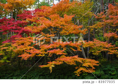 紅葉2135 紅葉2135 83977035
