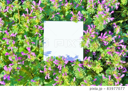 満開のホトケノザの花と正方形の白紙のモックアップ 83977077
