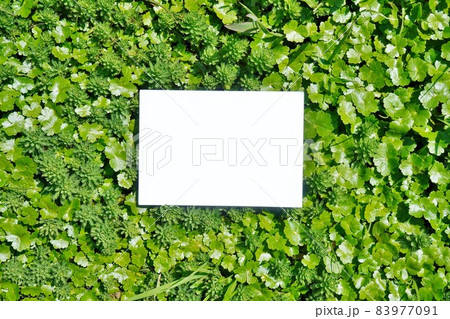 緑の二種類の水草に白紙の長方形のタイトルフレームのモックアップ 緑の二種類の水草に白紙の長方形のタイトルフレームのモックアップ 83977091