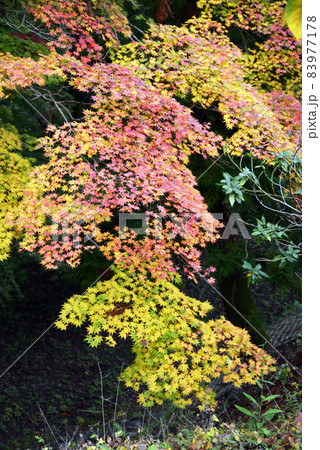 秋の長谷寺　境内の紅葉　奈良県桜井市初瀬 83977178
