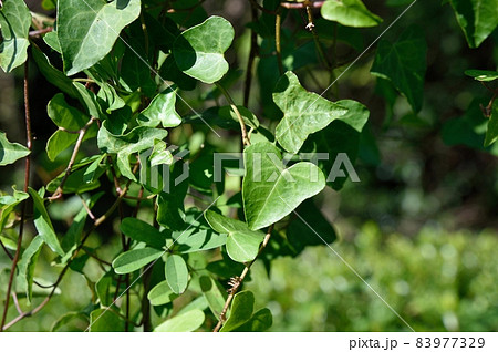 キヅタの葉 83977329