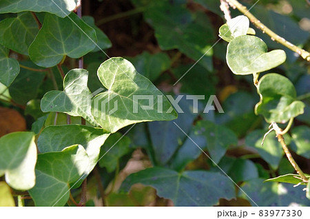 キヅタの葉 83977330