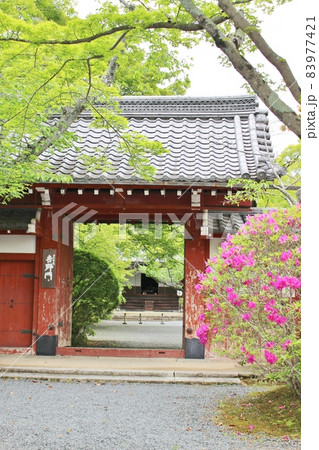 春の常照寺　山門 83977421