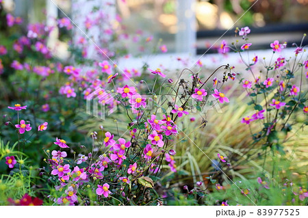 シュウメイギクの花 シュウメイギクの花 83977525