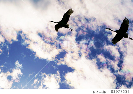 彩雲の中の丹頂鶴のシルエット ”野鳥” 彩雲の中の丹頂鶴のシルエット ”野鳥” 83977552