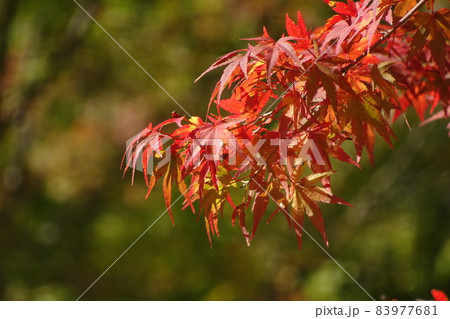 紅葉 83977681