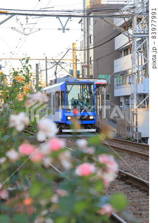 都電荒川線 荒川車庫前にて 都電荒川線 荒川車庫前にて 83977991