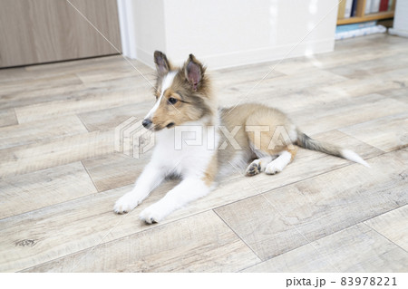 床に座ったシェットランドシープドッグの子犬 床に座ったシェットランドシープドッグの子犬 83978221