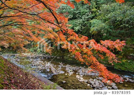 青井岳紅葉　R3秋 83978395