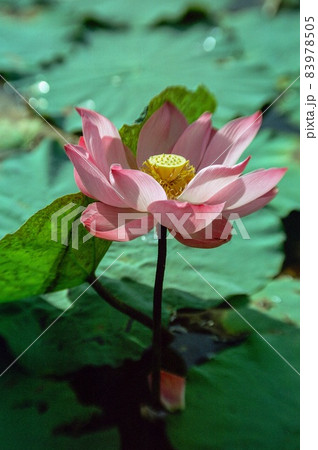 Natural photo film: Lotus blooming season. This is beautifull flowers Natural photo film: Lotus blooming season. This is beautifull flowers 83978505