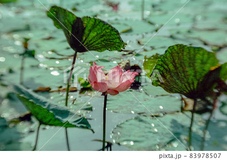 Natural photo film: Lotus blooming season. This is beautifull flowers 83978507