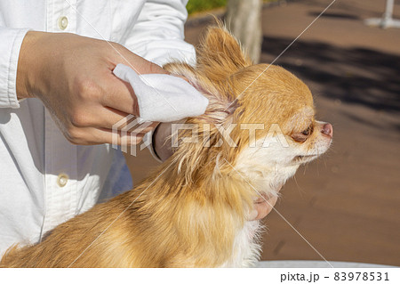 犬の耳掃除 83978531