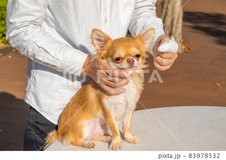 犬の耳掃除 83978532