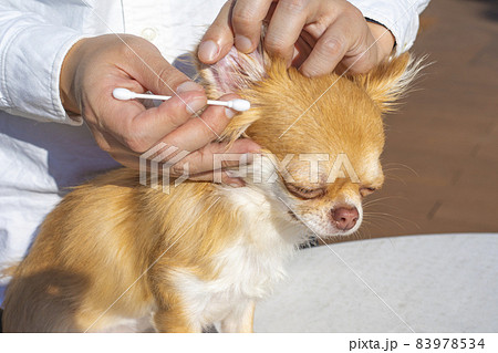 犬の耳掃除 犬の耳掃除 83978534